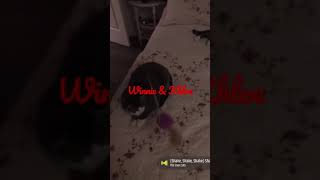 Playing with Winnie & Khloe part 1