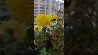 Beautiful Morning In Nature #Video #viral #shorts