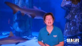 SEA LIFE London Aquarium - shark fun facts!