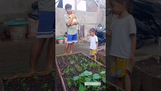 Syahida belajar sambil bermain dikebun rumah #berkebun #petani #belajarberkebun #petanimuda #shorts