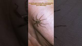 Uma aranha-lobo entrou dentro de casa no meio da noite #shorts #animal #aranha #insectus