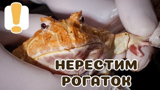 Нерестим чакских рогаток!