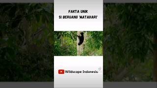 Fakta Unik! Sun Bear : Si Beruang Matahari - Part 2 #short #shortvideo #viral #hewanlucu #fyp #fakta