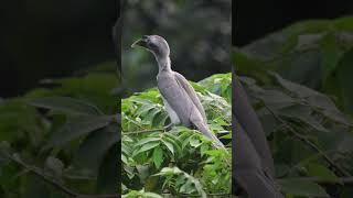 Grey Hornbills #baby #hornbill #playing #hopping over #tree #branches #birds #wildlifemagic #4k