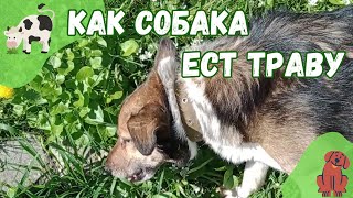 Как собака ест траву. Прогулка по парку со своей любимой собакой Путиком.