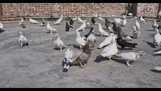 Rooftop Pigeon House | How To Make Pigeon House Easily | Pigeon Lover. | Shanto Islam