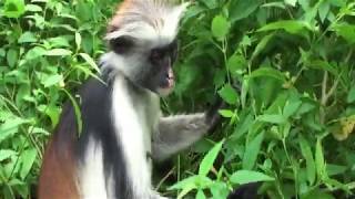 OUCH! Ants & primates: Red Colobus monkeys & boys deal with safari ants in similar ways in Zanzibar.