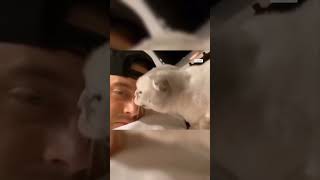 смешные ролики про кошечек #smile #catvideos #butibori