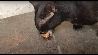 Starving black cat and Fried chicken si empus makan kepala ayam sampe ada yang muncrat