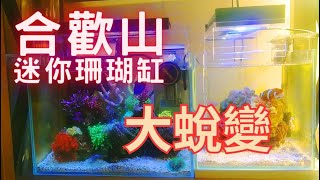 【藍箱水族】翻缸後1~4個月狀態分享 合歡山張先生海水珊瑚缸狀態