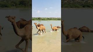 Camels are walking in the water #shorts #shortsvideo #youtubeshorts