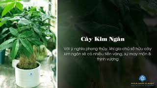 Cây Phong Thủy Cho Người Mệnh Kim