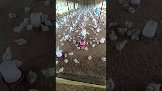 Bird farming 11day #birdfarming #farm #poultrybusiness #poultryfarming #murgipalan #vyavsay #ytshort