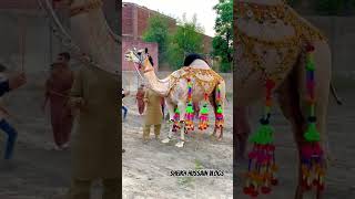 beautiful camel 🥰😍 #viral #trending #qurbani2k24 #youtubeshorts