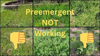 Why is my Preemergent NOT Working? #bermudagrass