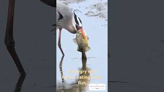 Heron's Hunt for Fresh Fish #ytshorts #goviral