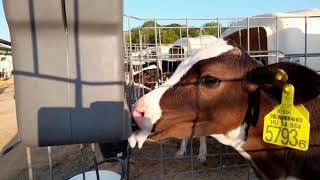 Milkbar technológiás borjú tejitatás a Bóly Zrt. Csípőteleki tehenészetében