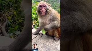 बंदरो ने देखा बिल्ली का डांस |#monkey #cat #cats #catlover #catvideos #catshorts #shorts #trending