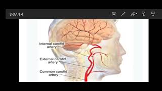 Yuxu atreriyaları.Carotoid artery