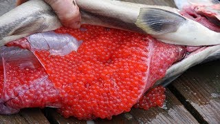 Amazing Salmon Eggs Harvest and Artificial Spawning - Awesome Drops Thousands of Fish Into The River