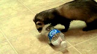 FERRET VS. BOTTLE