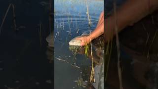 Playing hide and seek with these tailers! I won this time! #fishing #inshorefishing #flyfishing