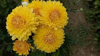 Flor de Crisantemo en los campos de Santiago Apóstol Ocotlán Oaxaca