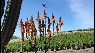 Oh sweet nectar! Hummingbirds fancy aloe blooms