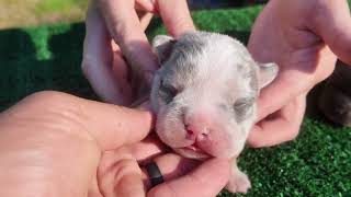 1 week old Male Pocket Bully Puppies off of IcePick x Blocka