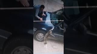 #cats #cat #funnyvideo #funny #animal #animals #funnyshorts #fails #amazingfacts #viral #video #cat