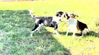 Clyde and Majerle Playing