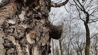 Branche creuse - Asthöhle - Hollow branch