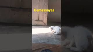 gemessnyaa