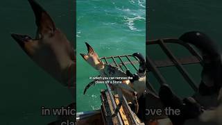 How To Remove The Claws On A Stone Crab! #shorts #fishing #trending #explore #animals