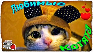 collection of funny cats 🐱  сборник смешных кошек 🐈