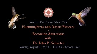 Hummingbirds and Desert Flowers – Becoming Attractions with Dr. John P.  Schaefer