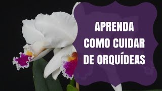 Como cuidar de orquideas iniciantes