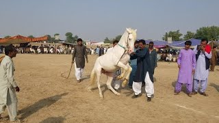 ghoda prince | orang zaib |horse dance dhamal mela peer shah -19