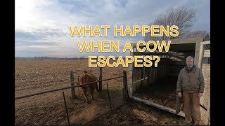 Mending the fence after a cow escape.