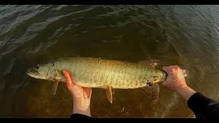 Pre Blizzard Muskie Miracle