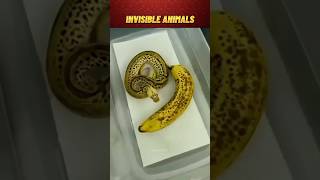 Some Invisible animals created by Allah #facts #shorts