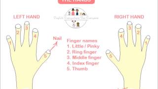 English vocabulary: the hands