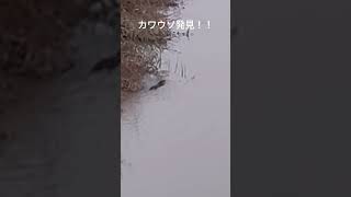 近所の川でカワウソ見つけた！