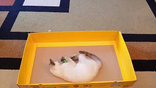 Kitten Plays With Toys Inside Cardboard Box - 1536812