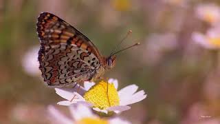 Knapweed Fritillary butterfly (Melitaea phoebe) on ox-eye daisies