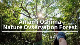 Walk Around Amami Oshima Nature Observation Forest