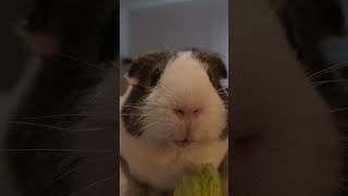 cute guinea pig #youtubeshorts #funny