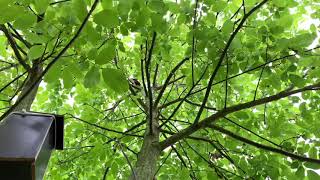 Eichhörnchen namens Eddy im Baum Eichhörnchen Eddy springt von Baum zu Baum 28. September 2019