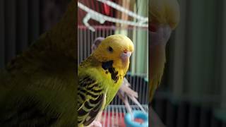 See yellow bouncing to the beat #cockatielsinging #birds #cockatielsing #cockatielsound #pets #cute