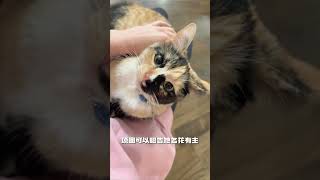 开箱？猫猫会出手 | Goyard宠物项圈 猫猫开箱 #unboxing #shorts #goyard #cutecat